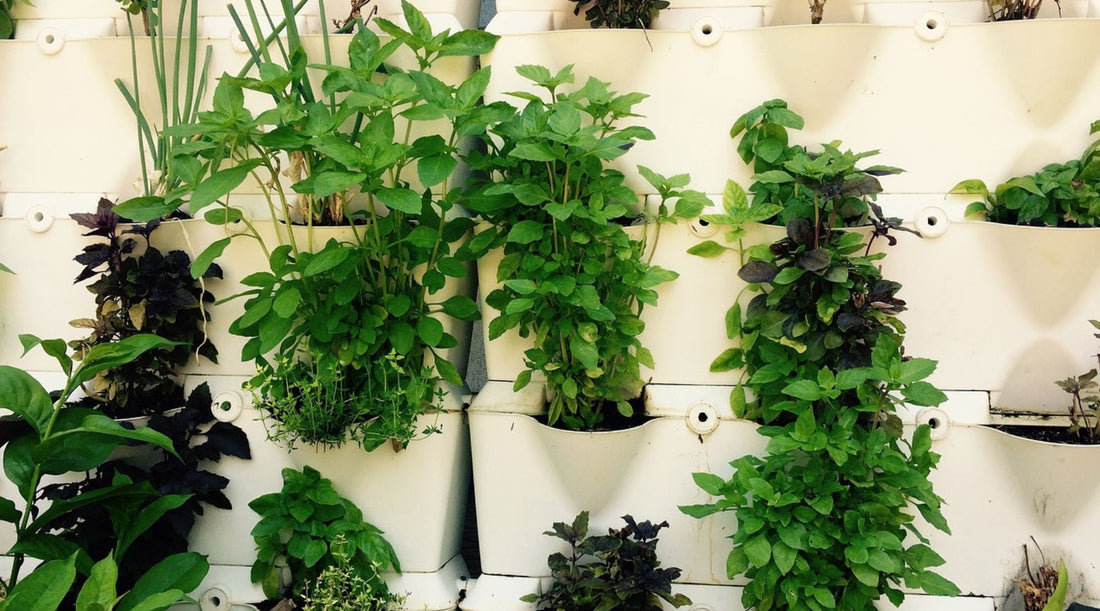 Pěstování rostlin v nádobách v bytě i na balkóně