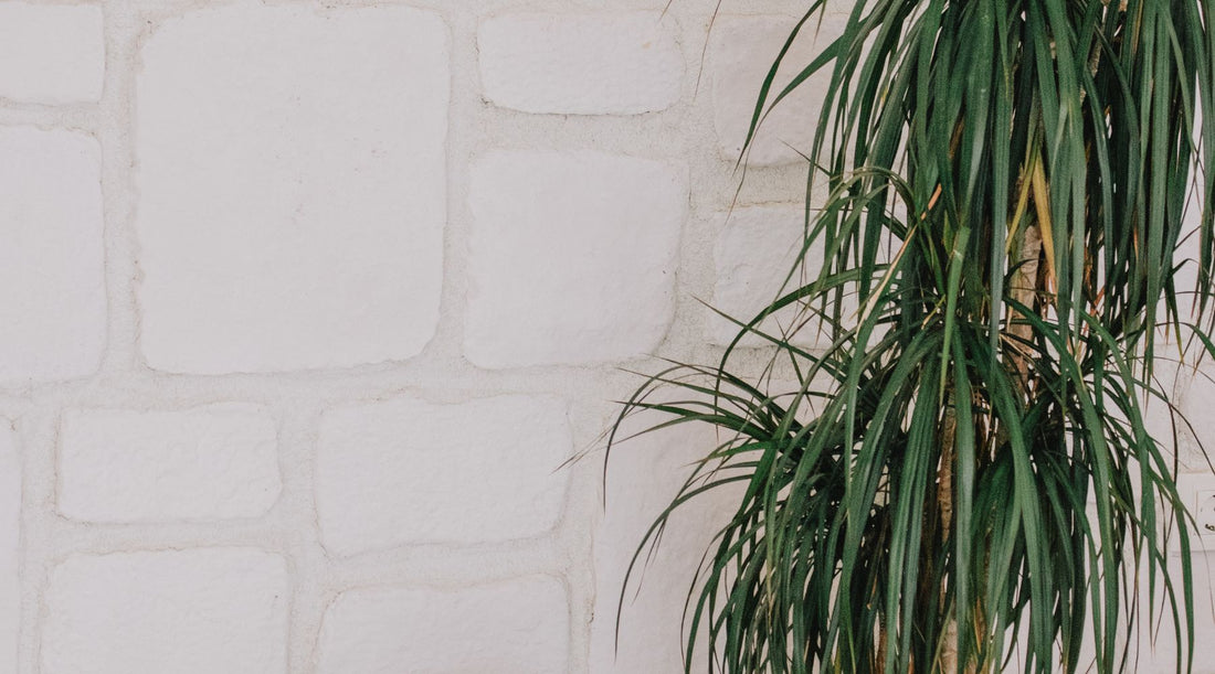 Dračinec: Jak na něj správně a snadno?