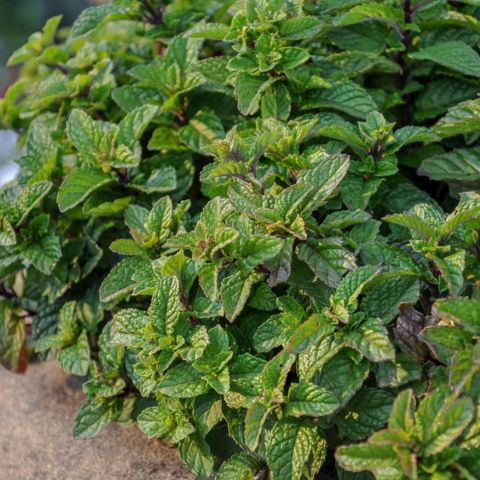 Pěstování máty na balkoně