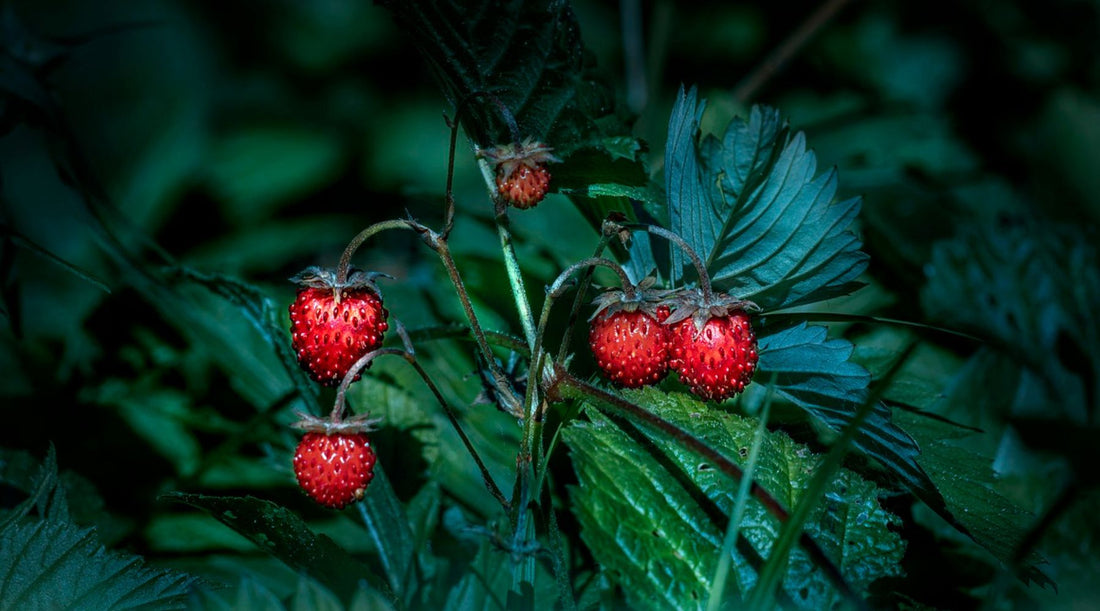 Jak pěstovat měsíční jahody na balkoně