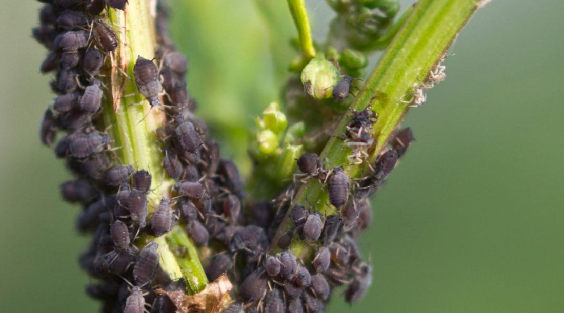 Mšice: Jak je poznat a účinně s nimi bojovat