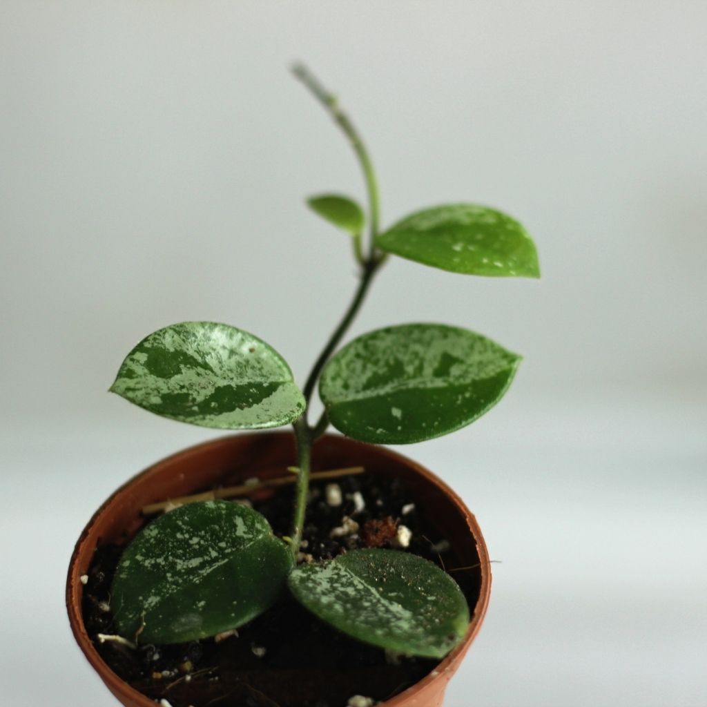 Hoya Mathilde Splash "S"