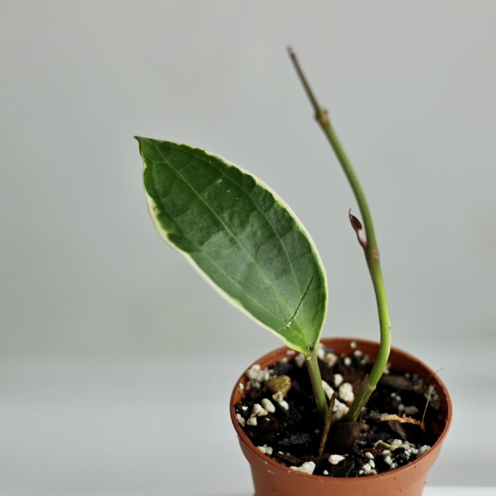 Hoya Macrophylla Variegata "S"