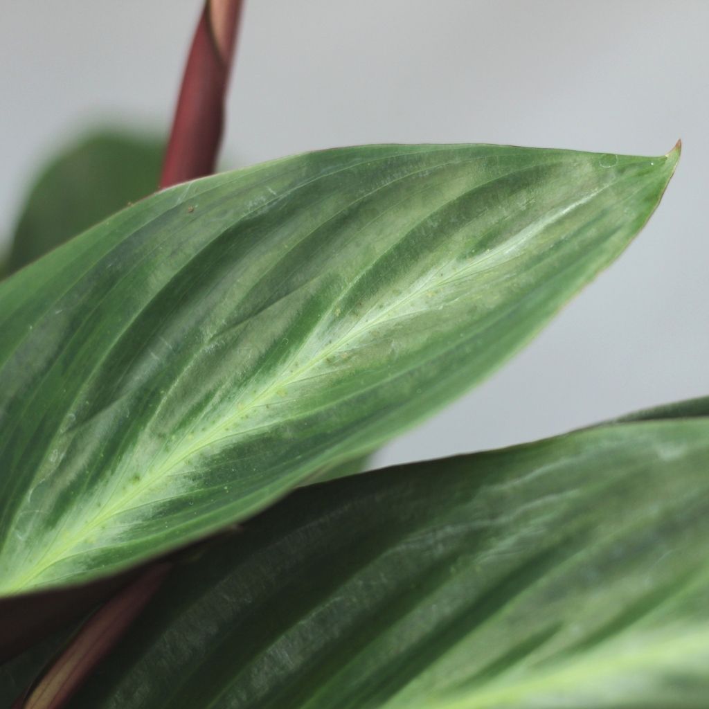 Stromanthe stripestar "L"