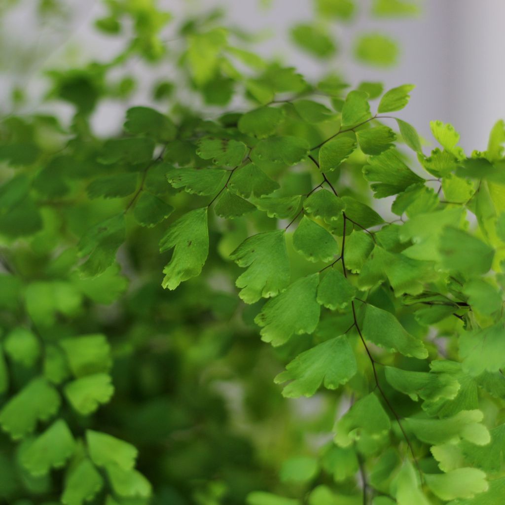 Adiantum raddianum "M"