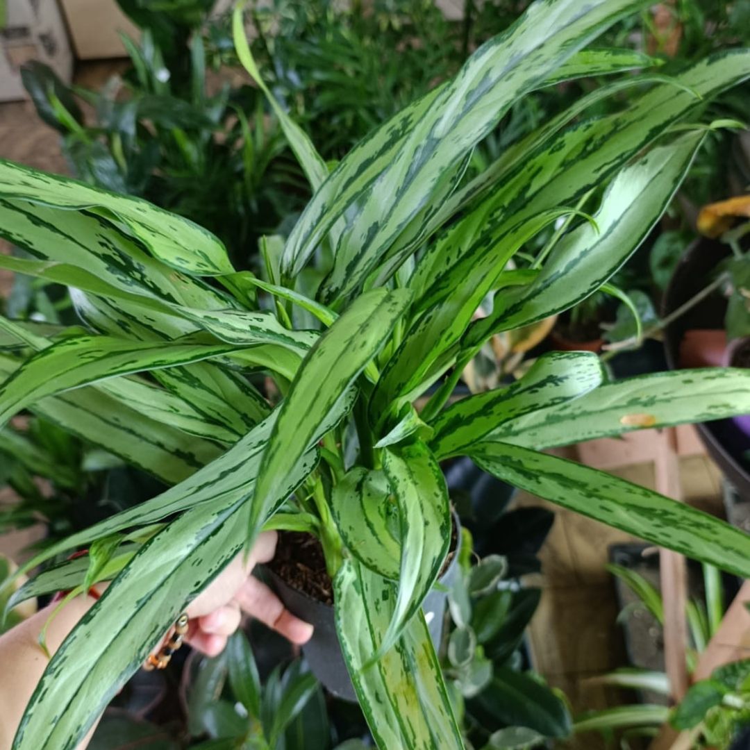 Aglaonema Cutlass "L"