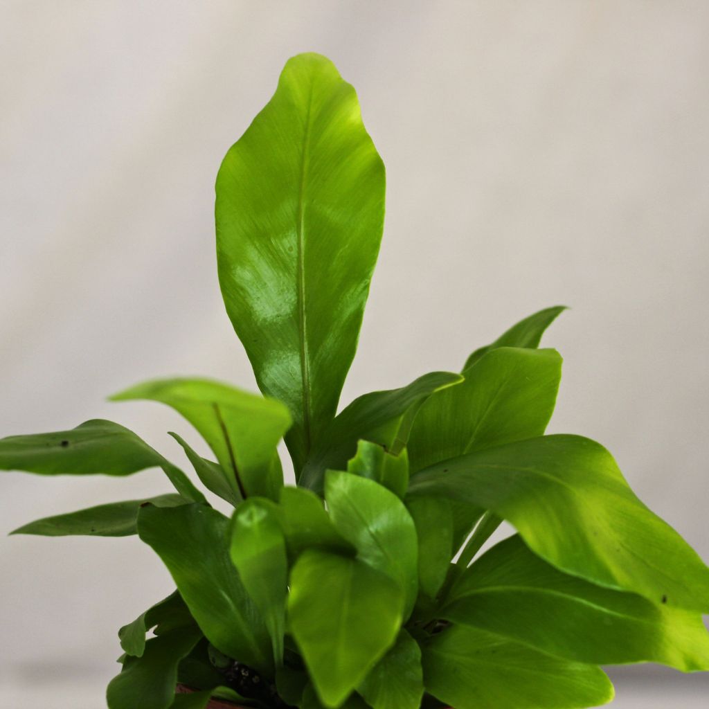 Asplenium nidus "S"