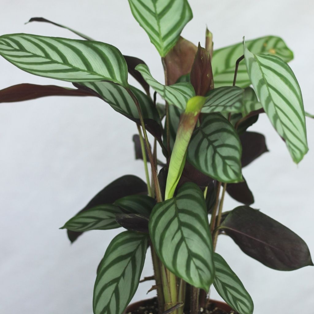 Calathea Exotica "L"