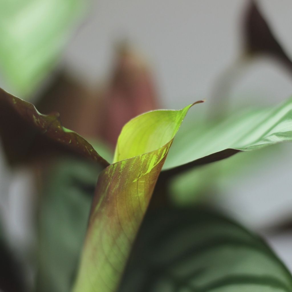 Calathea Exotica "L"