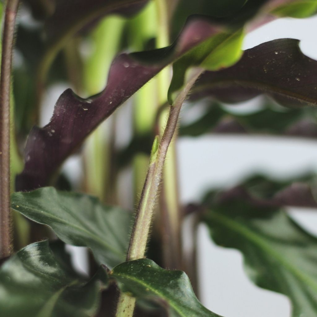 Calathea Rufibarba "L"