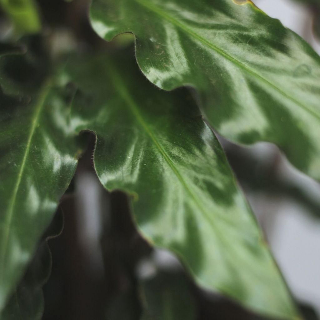 Calathea Rufibarba "L"