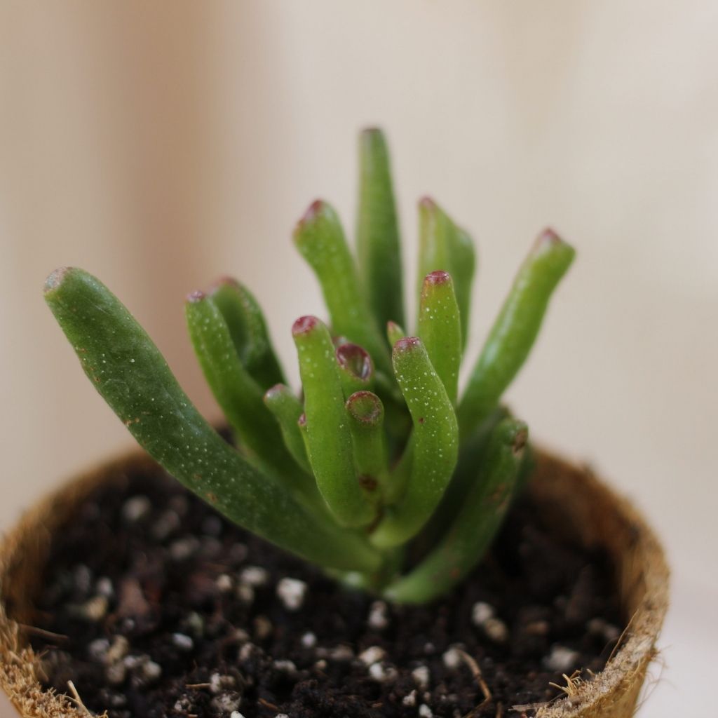 Crassula Ovata Hobbit "M" (šetrné k přírodě)