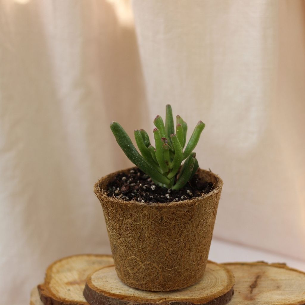 Crassula Ovata Hobbit "M" (šetrné k přírodě)