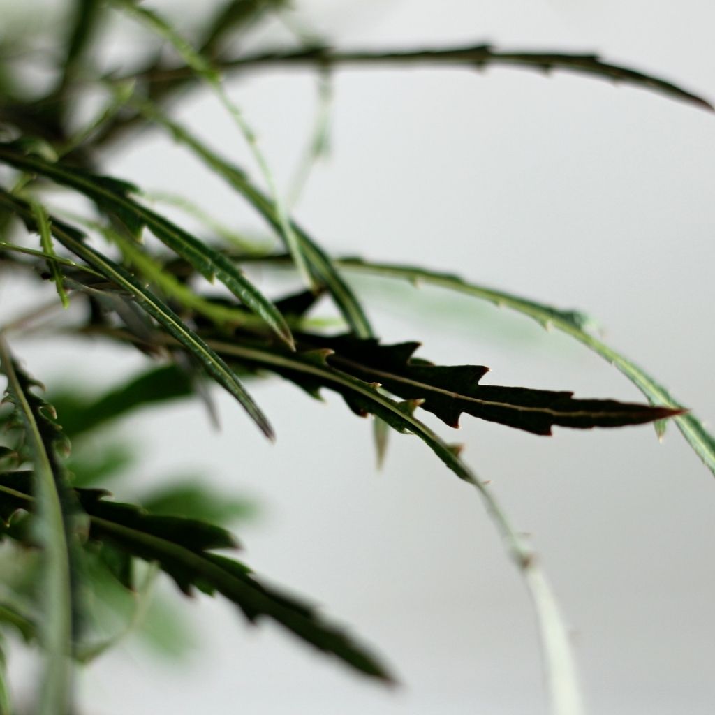 Dizygotheca Elegantissima Bianca "M"
