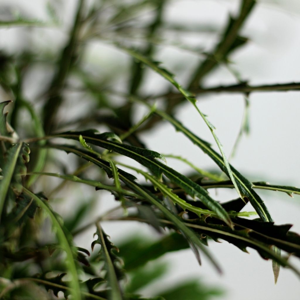 Dizygotheca Elegantissima Bianca "M"