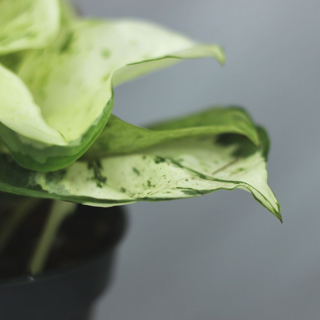Epipremnum Happy Leaf "L"