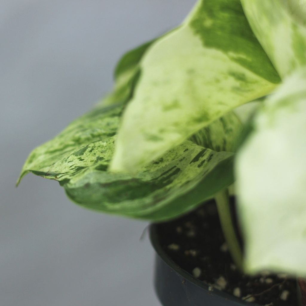 Epipremnum Happy Leaf "L"