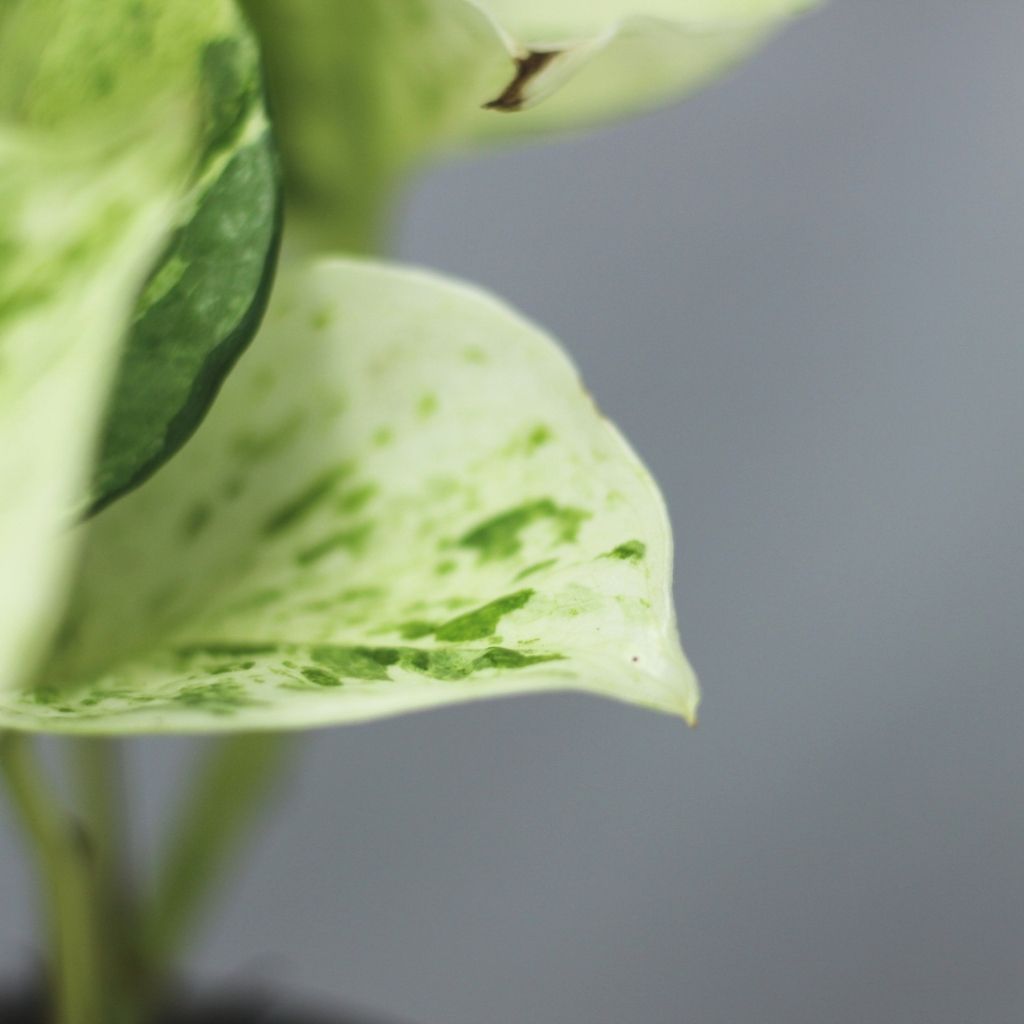 Epipremnum Happy Leaf "M"