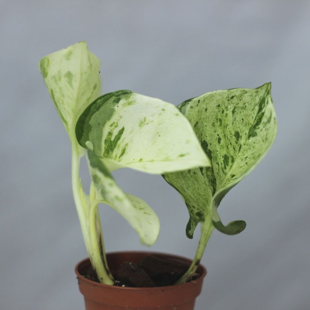 Epipremnum Happy Leaf "S"