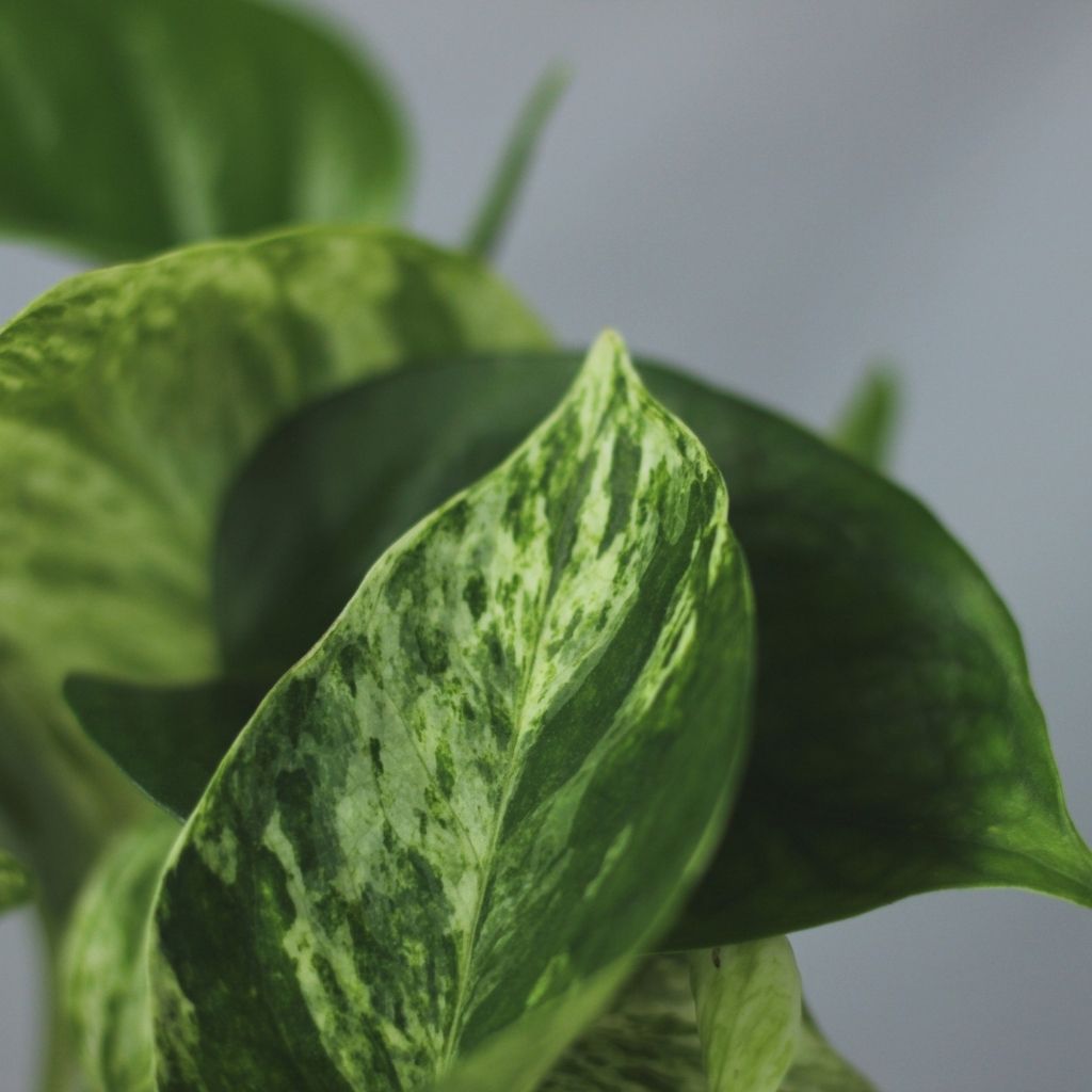 Epipremnum marble queen "L"