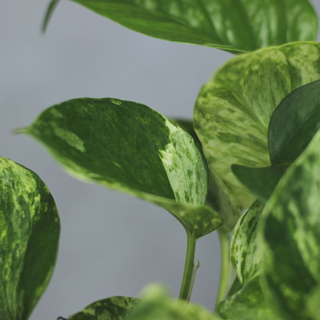 Epipremnum marble queen "L"