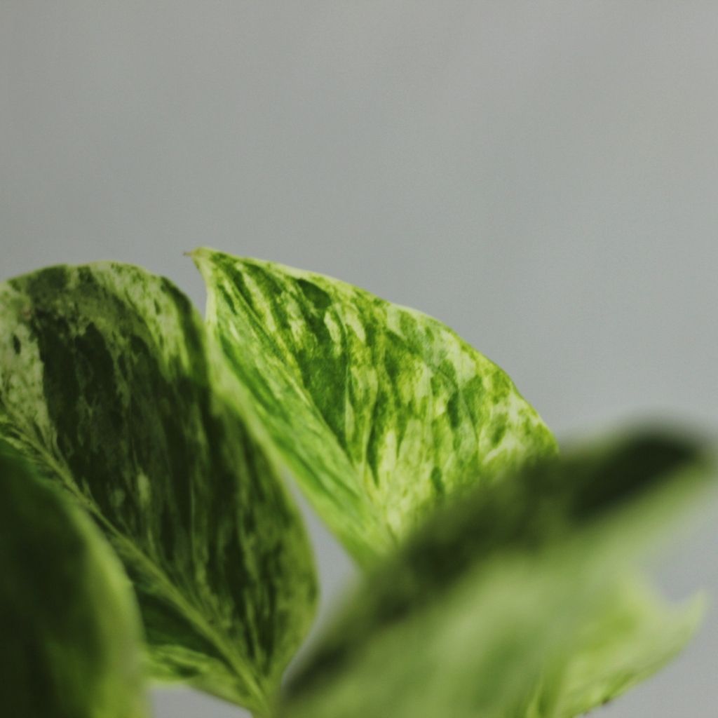 Epipremnum Marble Queen "M"