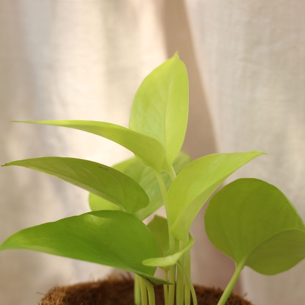 Epipremnum Neon "M" (šetrné k přírodě)
