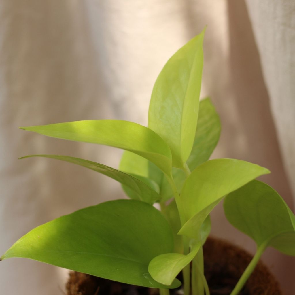 Epipremnum Neon "M" (šetrné k přírodě)