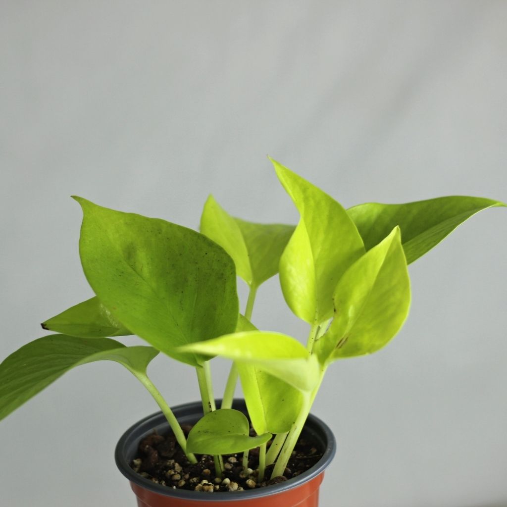 Epipremnum Neon "M"