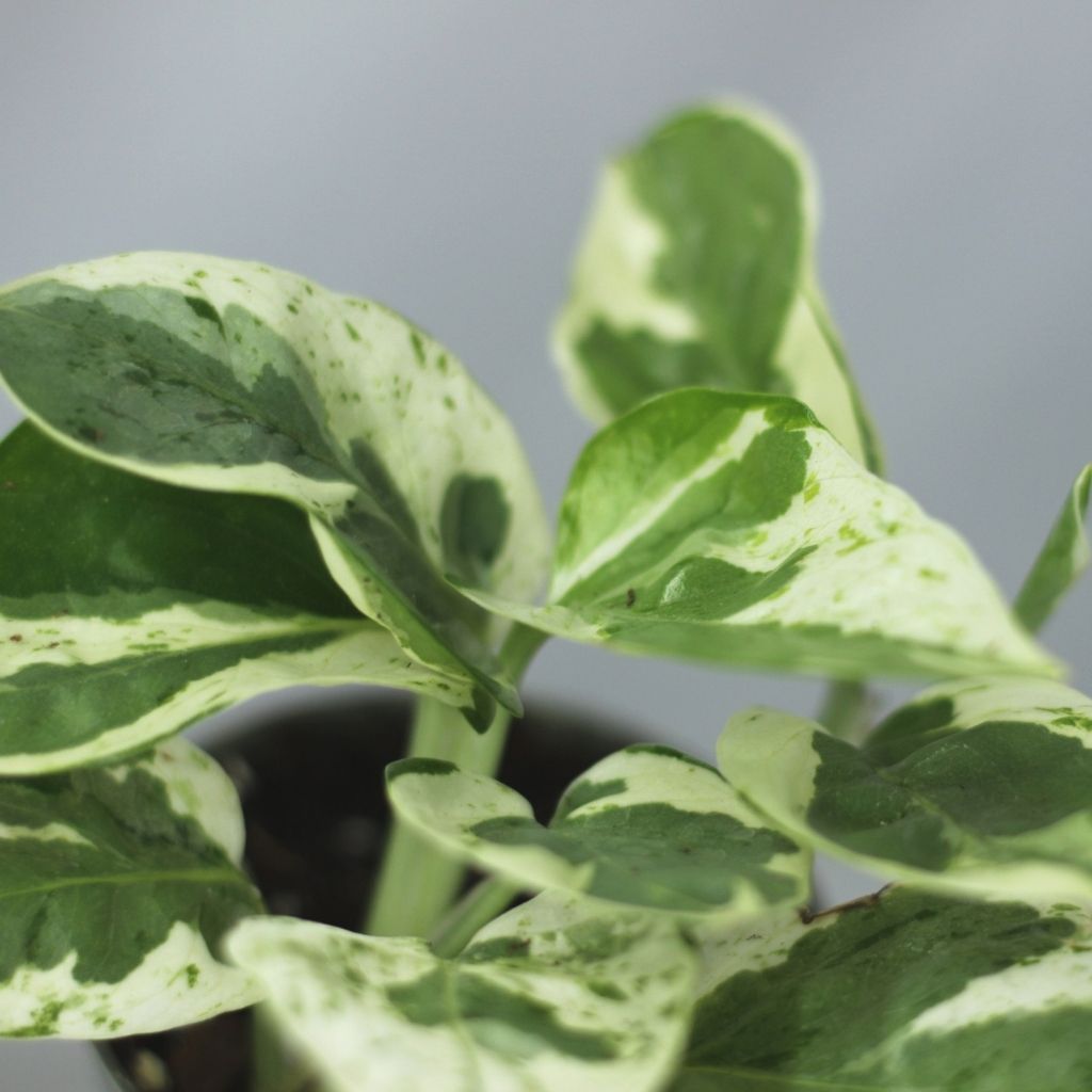 Epipremnum Pearls and Jade "S"