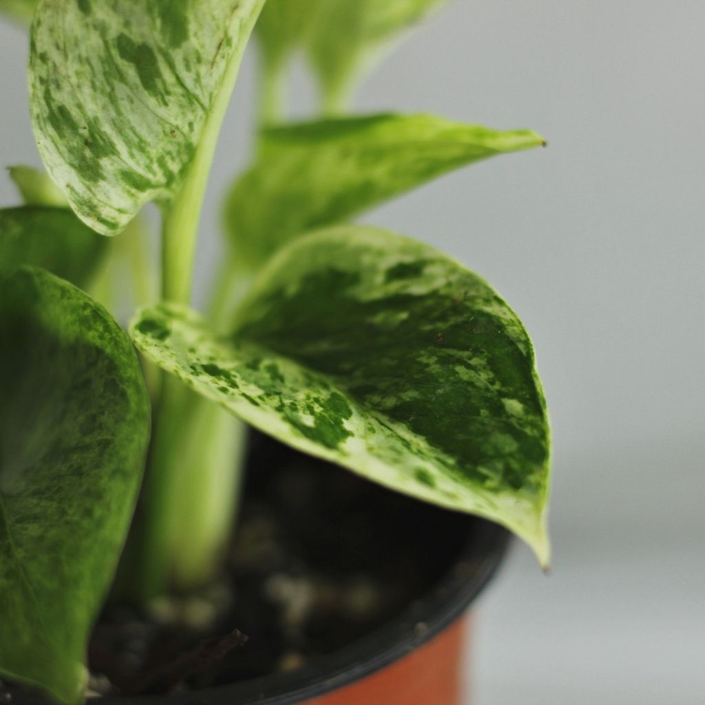 Epipremnum Marble Queen "M"