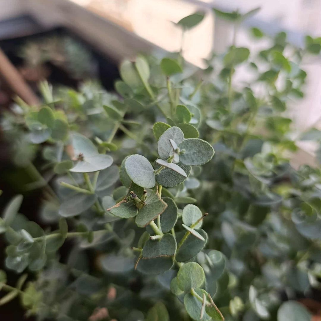 Eucalyptus gunnii "M"