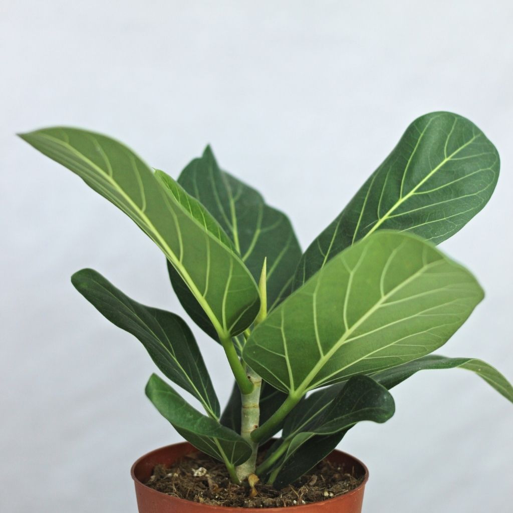 Ficus Audrea "L"