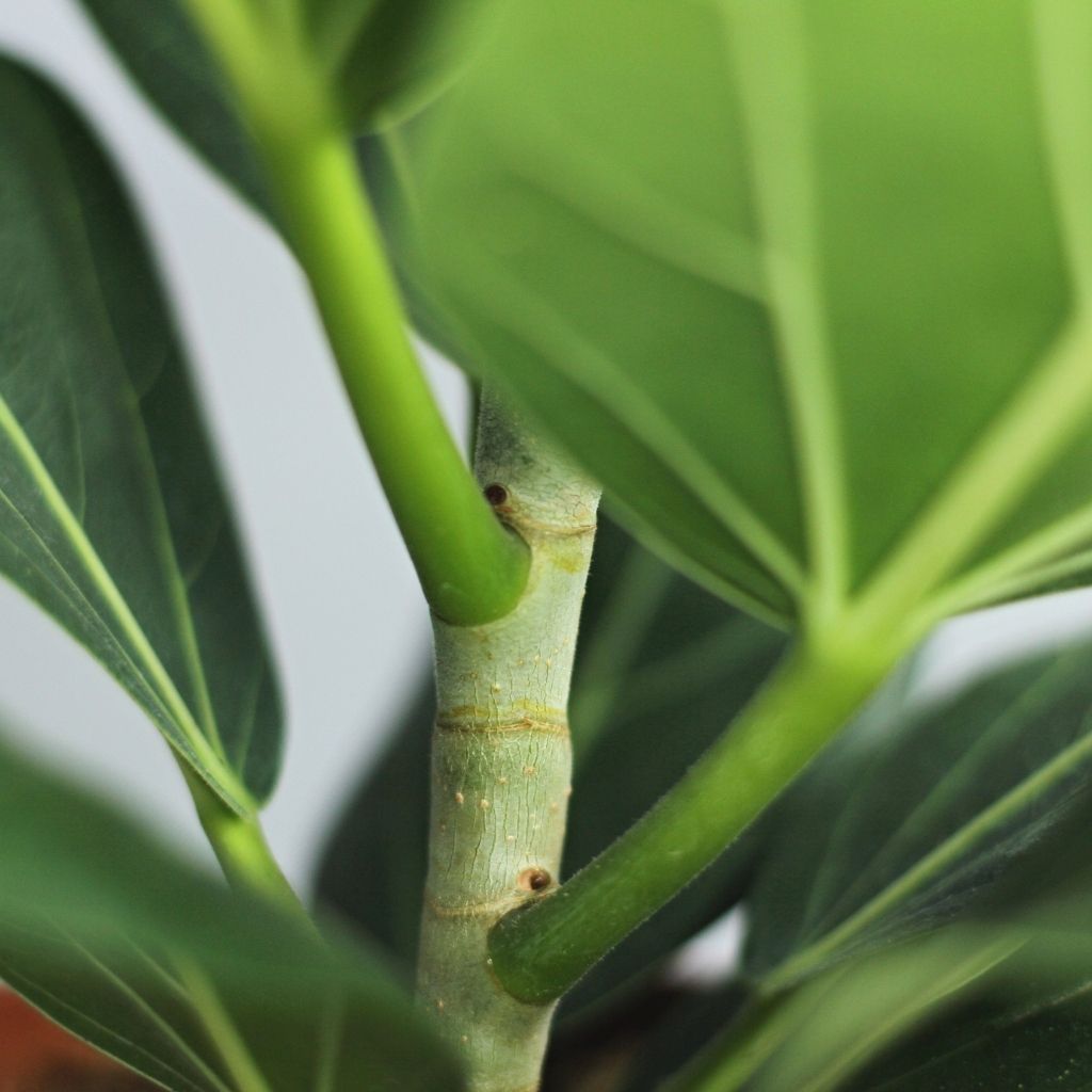 Ficus Audrea "L"
