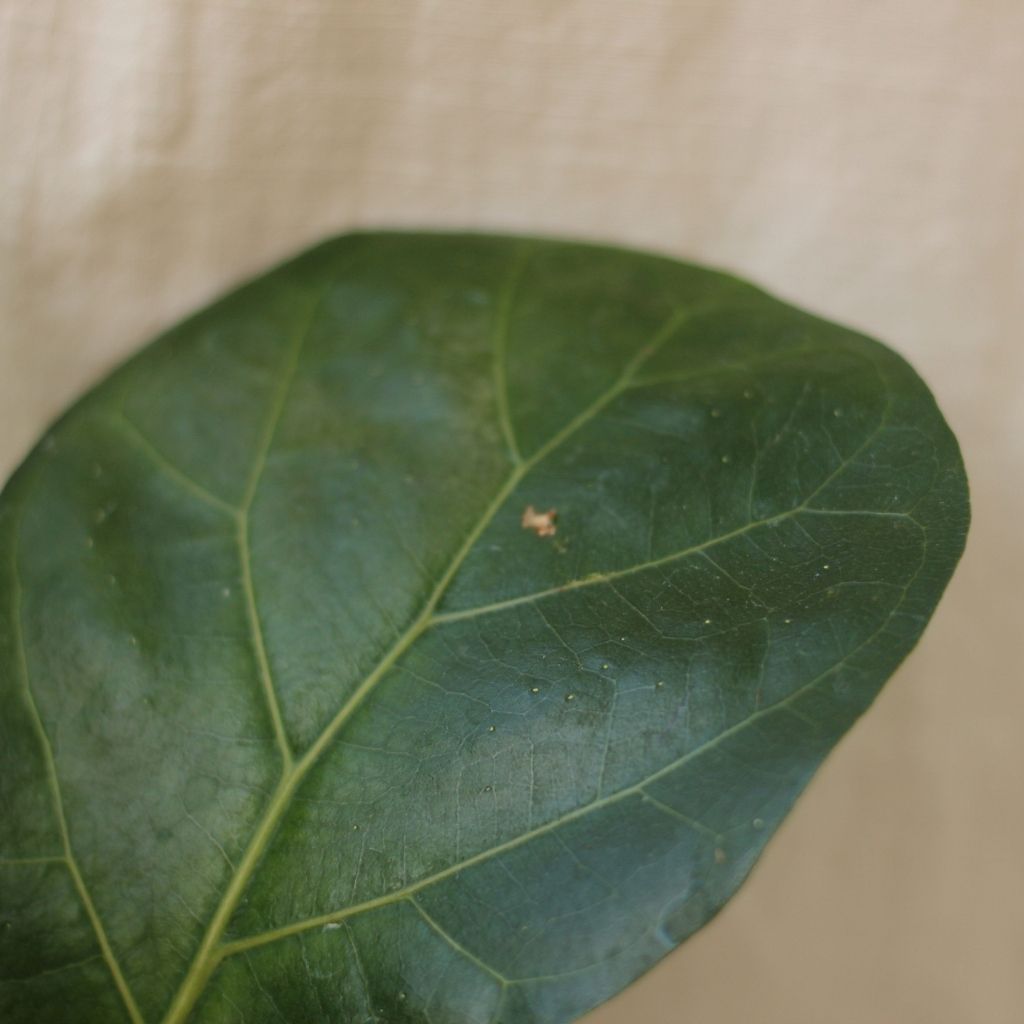 Ficus Lyrata Bambino "M" (šetrné k přírodě)