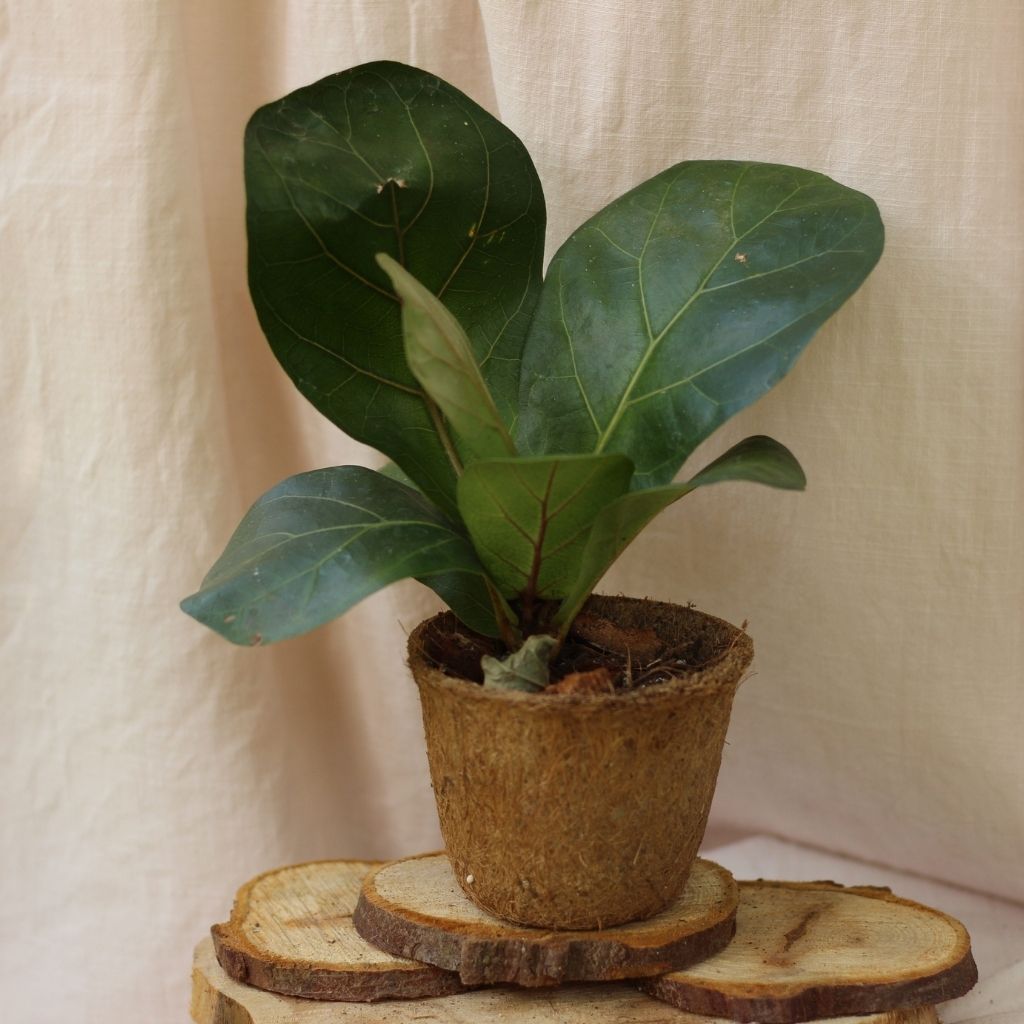 Ficus Lyrata Bambino "M" (šetrné k přírodě)