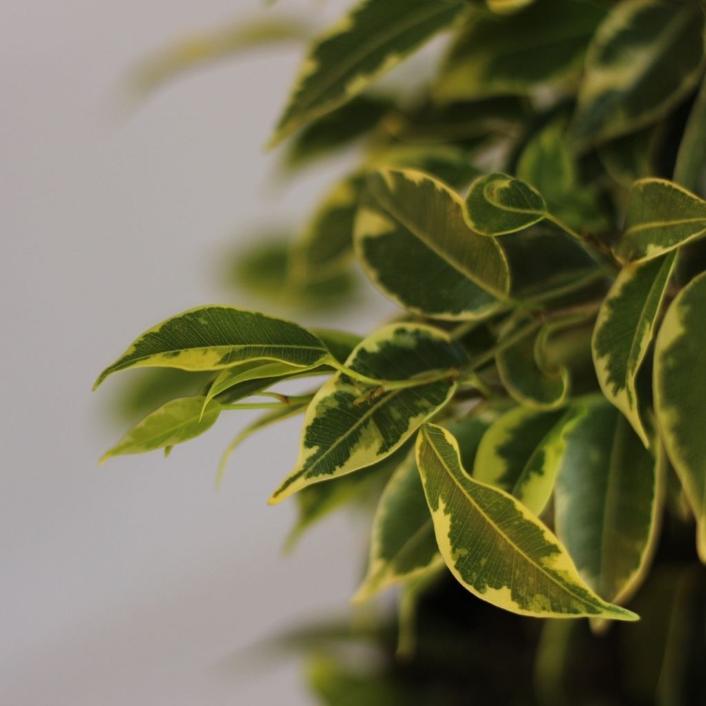 Ficus "Kinky"