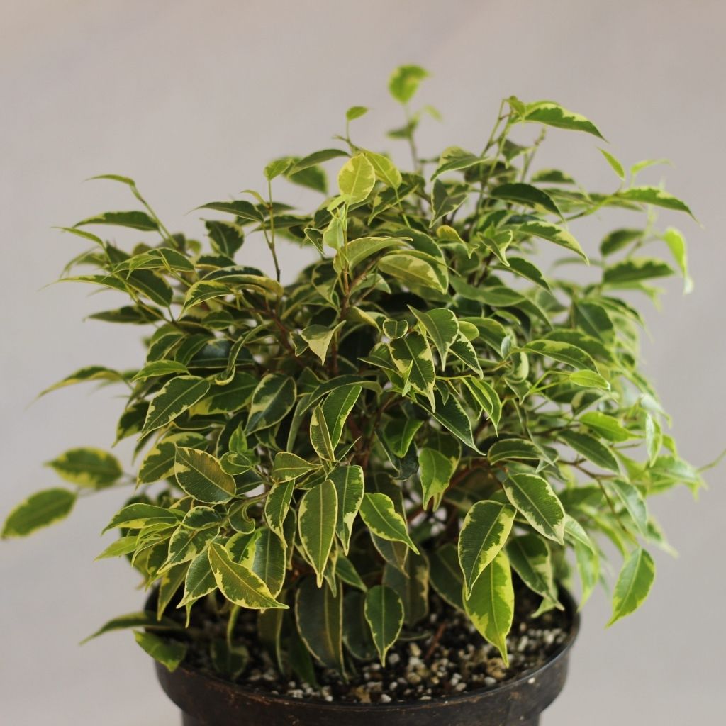 Ficus "Kinky"