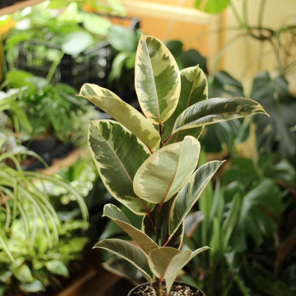 Ficus Tineke "L"