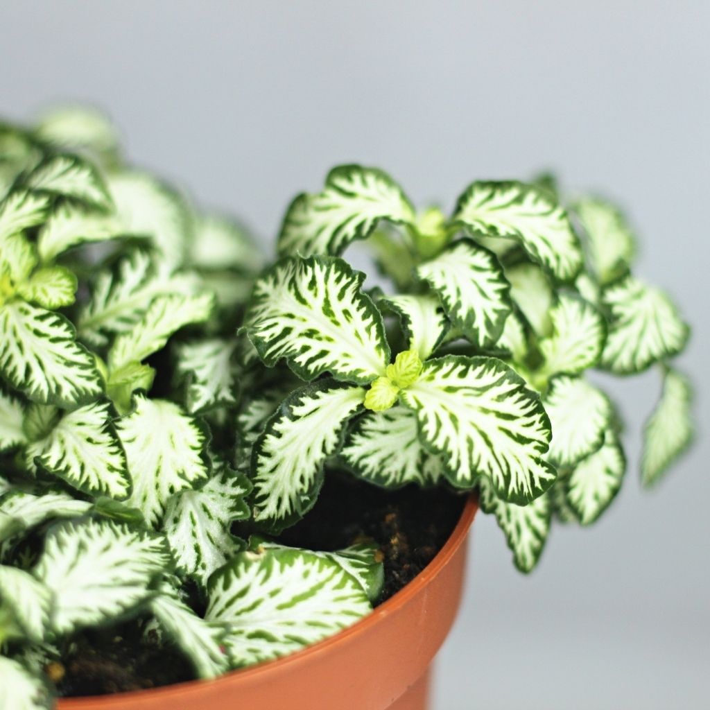Fittonia 11