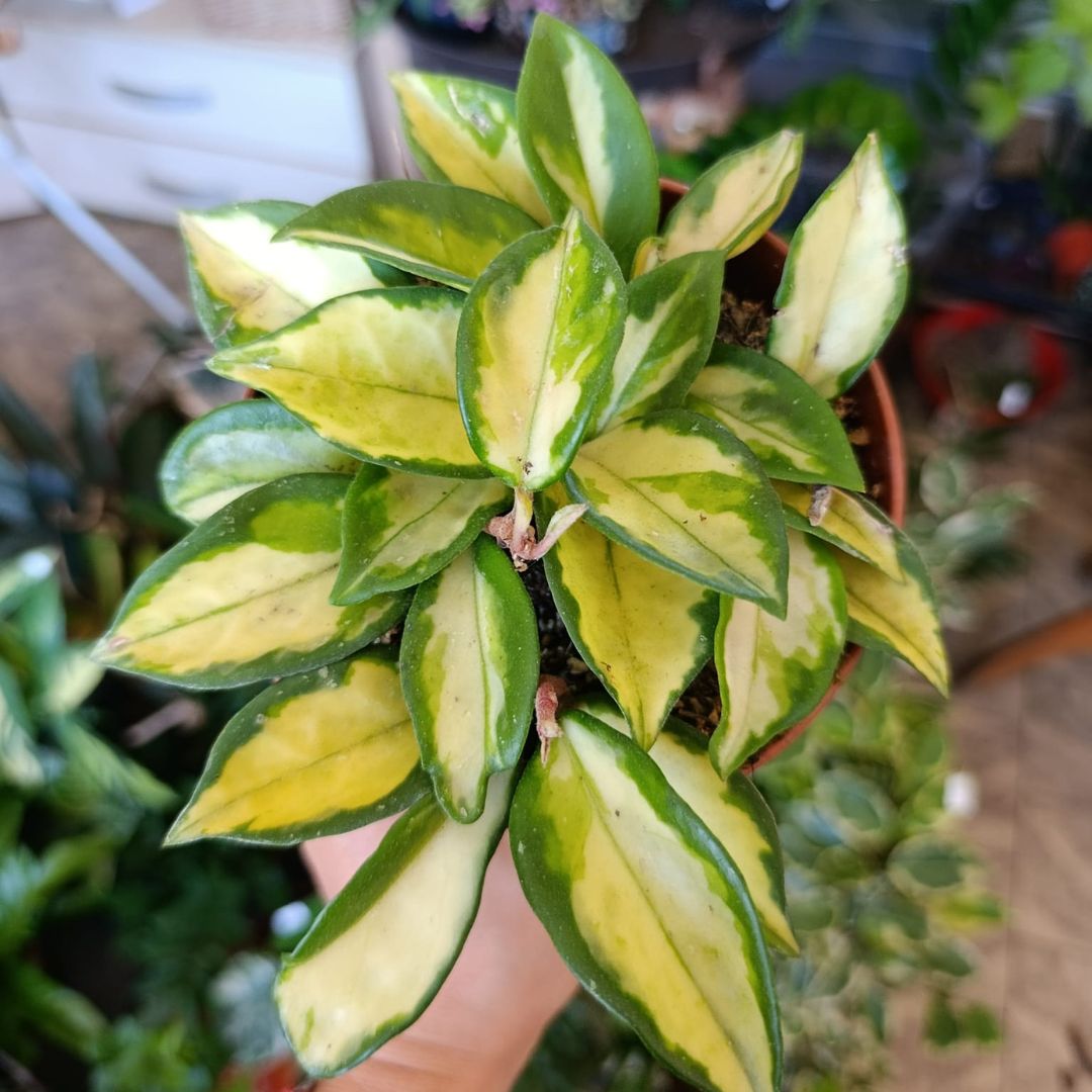 Hoya carnosa tricolor "L"