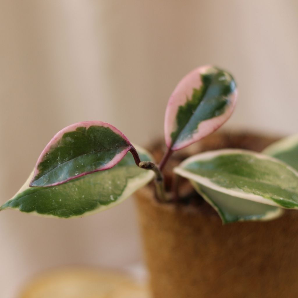Hoya Flamingo Dream "M" (šetrné k přírodě)