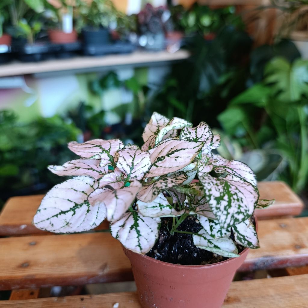 Hypoestes "růžové" "M"