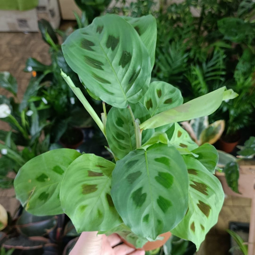 Maranta Leuconeura Kerchoveana "M"