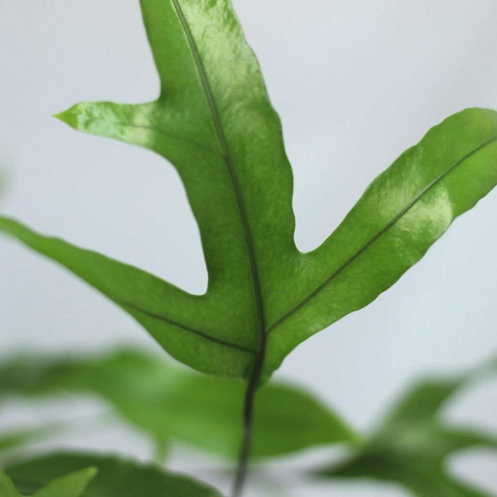 Microsorum diversifolium