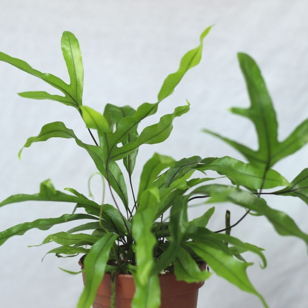 Microsorum diversifolium