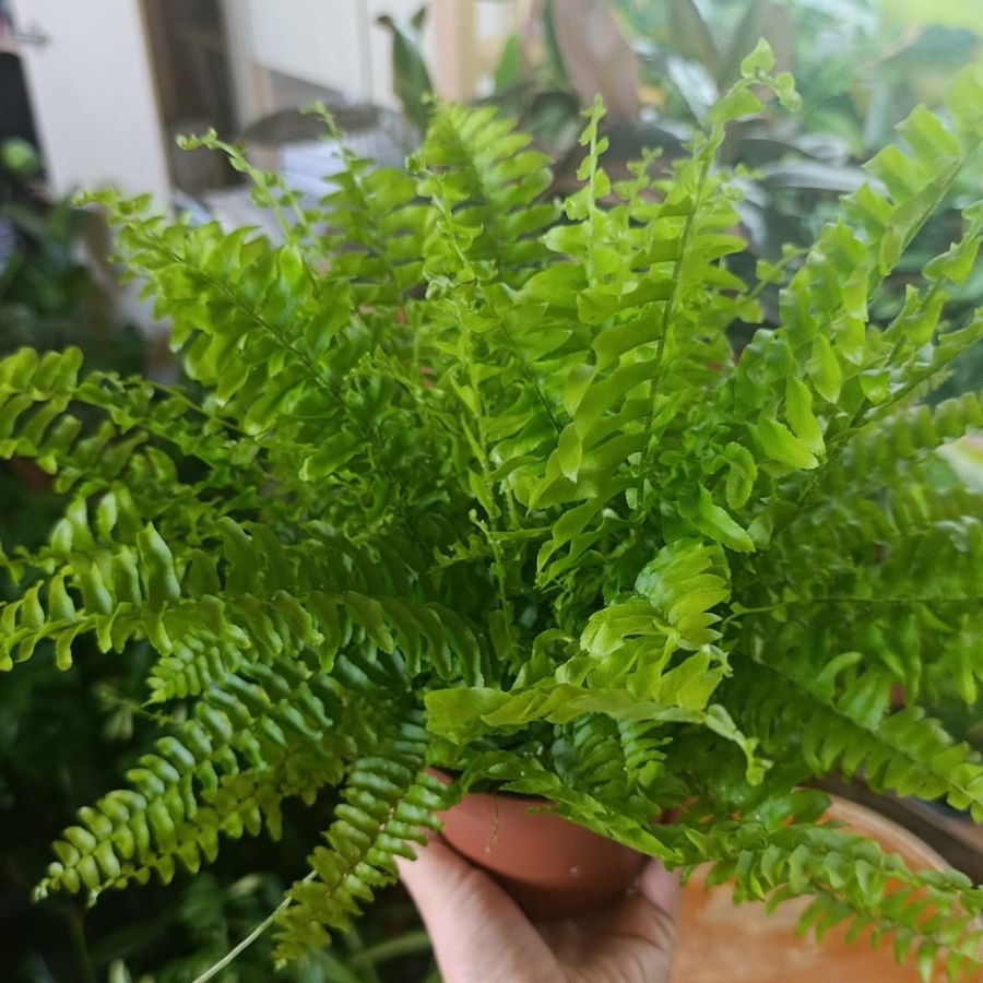 Nephrolepis "M"