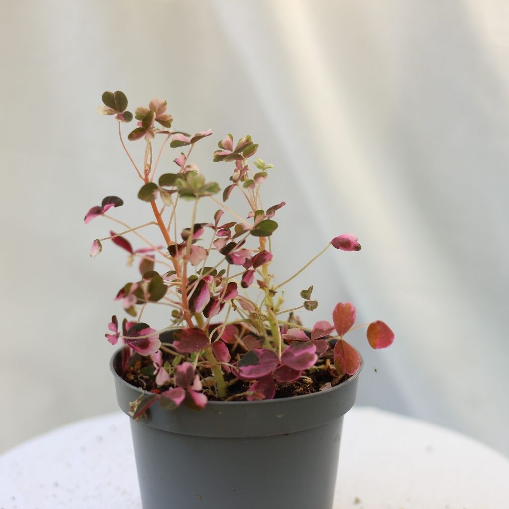 Oxalis Plum Crazy "M"