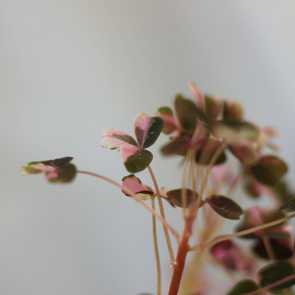 Oxalis Plum Crazy "M"