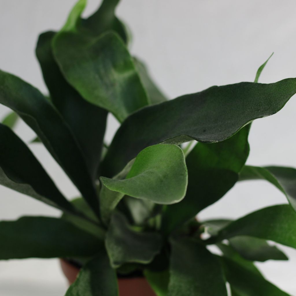 Platycerium "M"